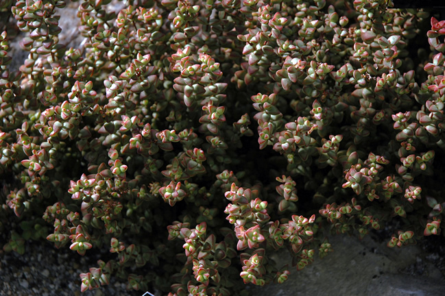 Crassula brevifolia ssp brevifolia kw (1).jpg